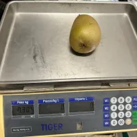 Continuiamo il monitoraggio del kiwi giallo