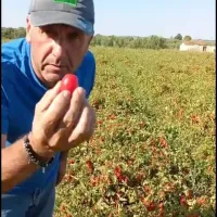 L’induzione a fiore delle piante