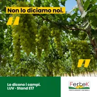 Non lo diciamo noi