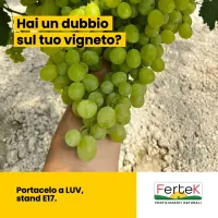 Hai un dubbio sul tuo vigneto?