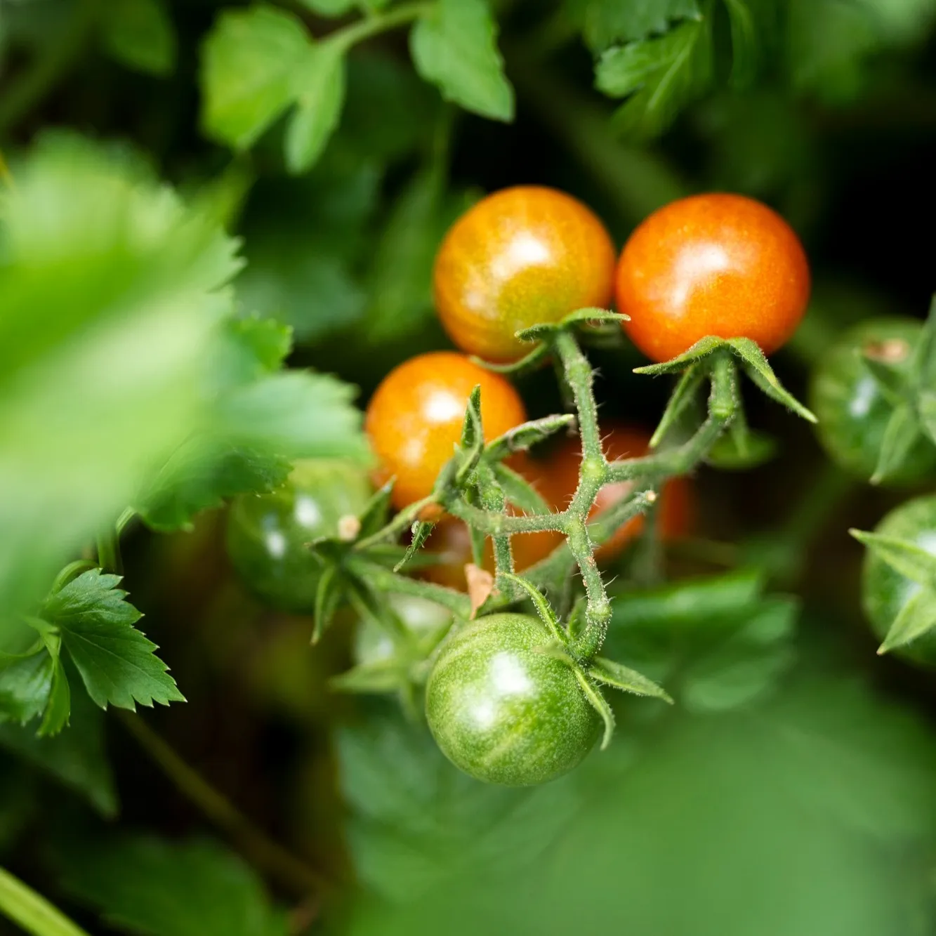 Applicazione di Radicon su pomodoro da industria in campo