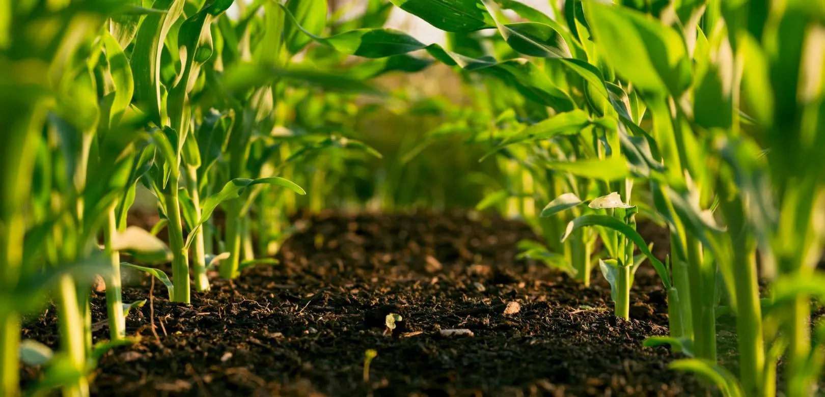 File di giovani piante di mais in un campo, terreno scuro in primo piano