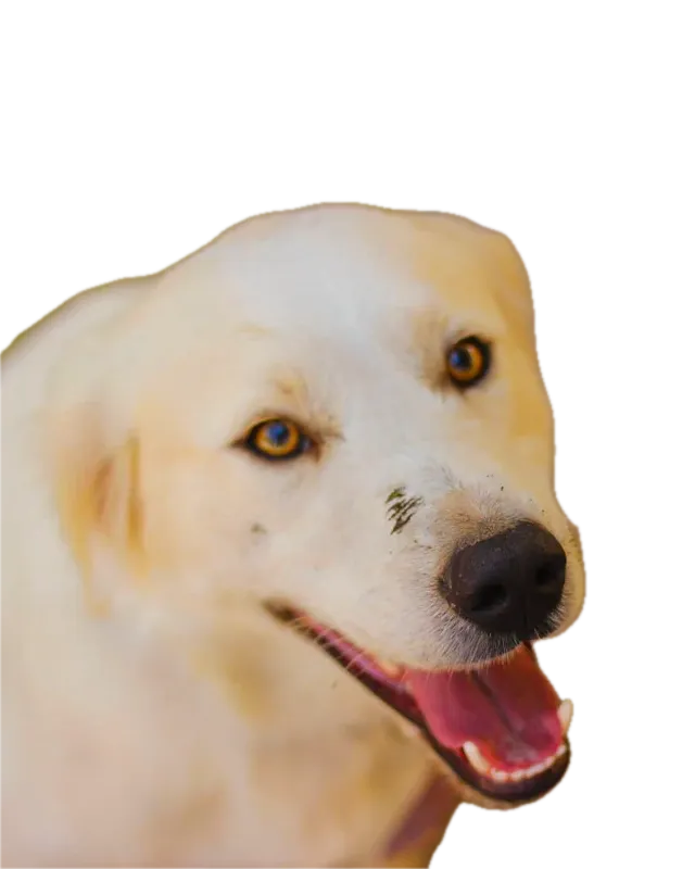 Ritratto di Tullio, il cane mascotte